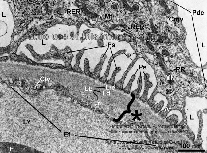 beschrifteter Nierenglomerulus